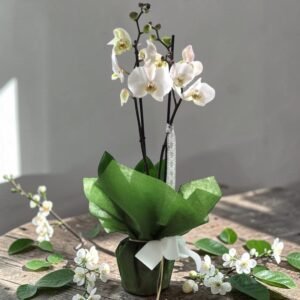Orchidée blanche
